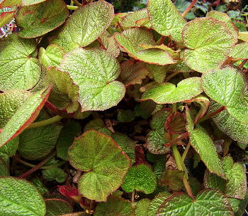 B. ‘Caribbean Prince’